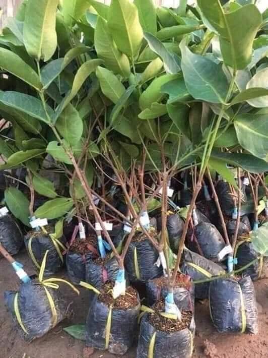 CÂY GIỐNG ROI ĐỎ (MẬN ĐỎ AN PHƯỚC)