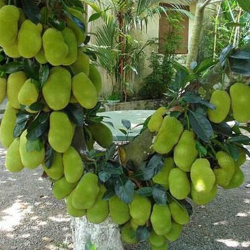 cây giống mít tố nữ - quả siêu sớm ( cây ghép nhanh ra quả)