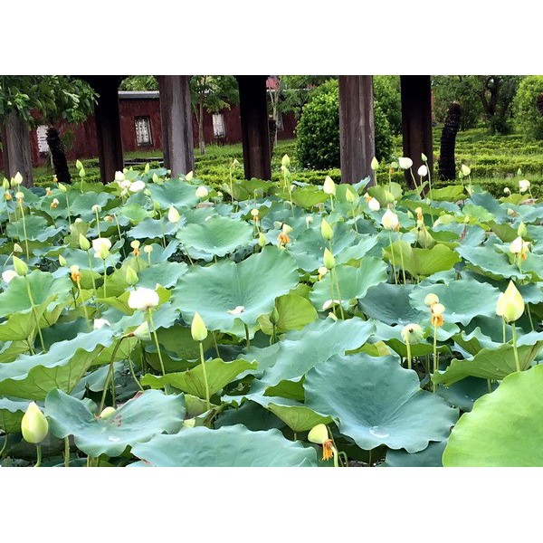Hạt Giống Hoa Sen Trắng - 4 Hạt