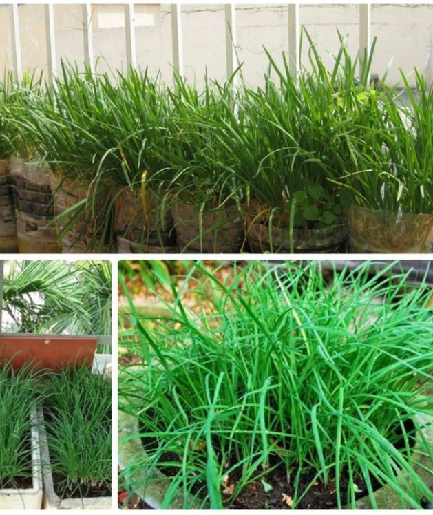 Hạt giống hẹ ta gia vị -  gói 2gr ( 350 hạt )