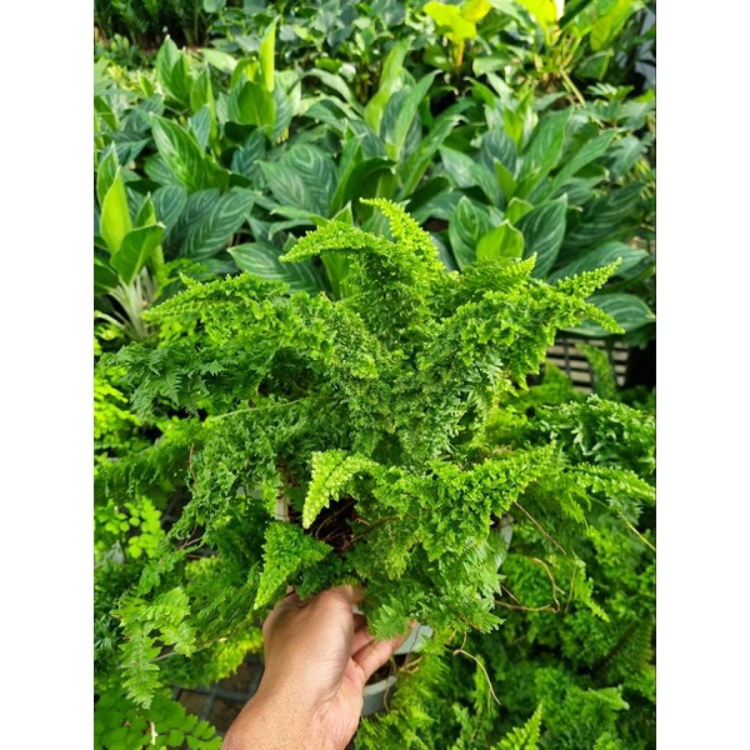 chậu cây dương xỉ Nhật - Polypodium leucotomos