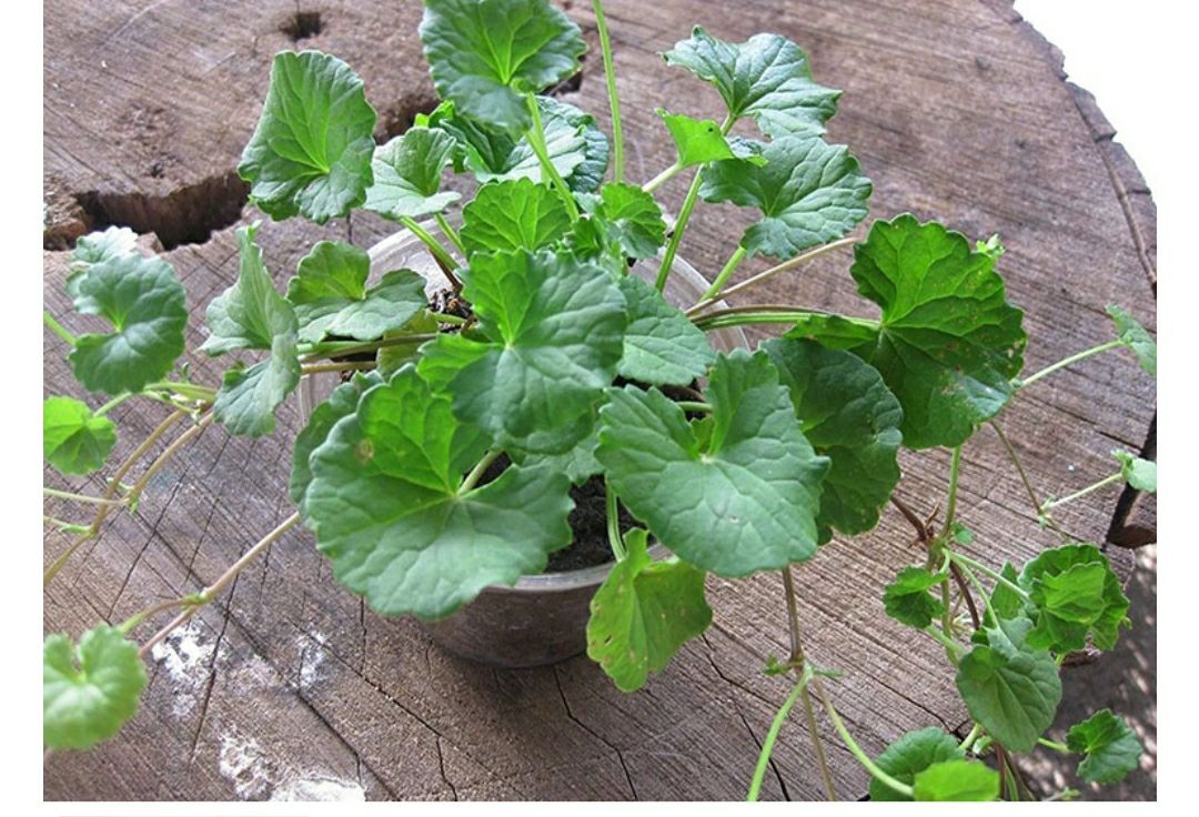 Hạt giống rau má - gói 1gram