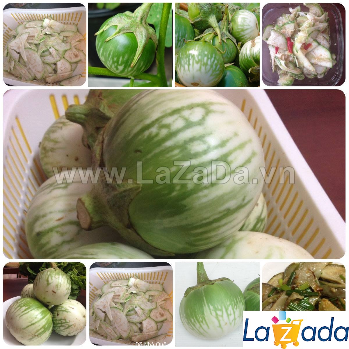 0.2Gr Hạt Giống Cà Dĩa Da Ếch (B1.101| C28)