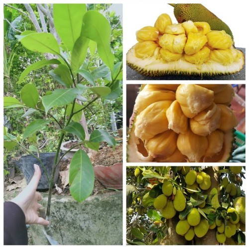 Cây giống mít tố nữ