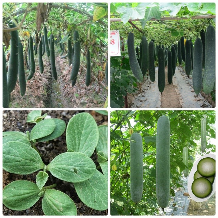 Hạt giống bí đao chanh, bí sặt - gói 1 gram