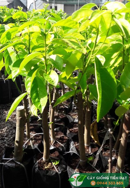 Cây giống dâu da đất siêu quả siêu năng suất