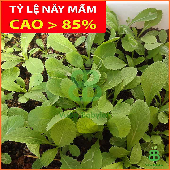 Hạt Giống Cải Bẹ Xanh Ăn Non 20Gr