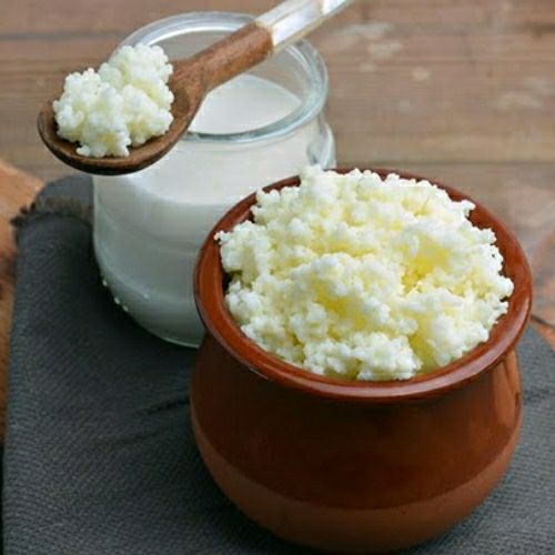 nấm sữa kefir 10gr