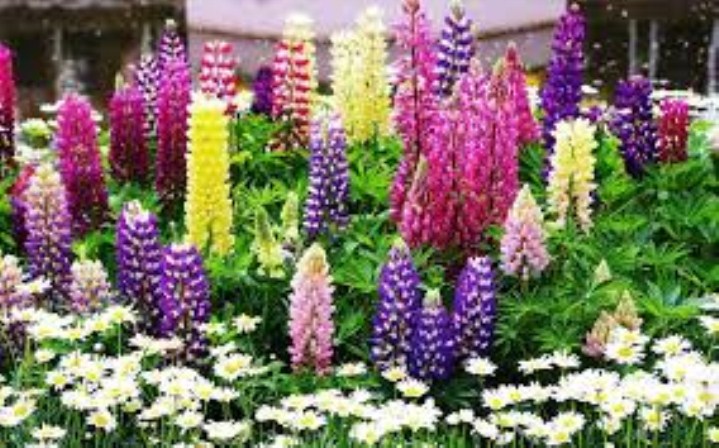 Gói 500 hạt giống hoa đậu lupin