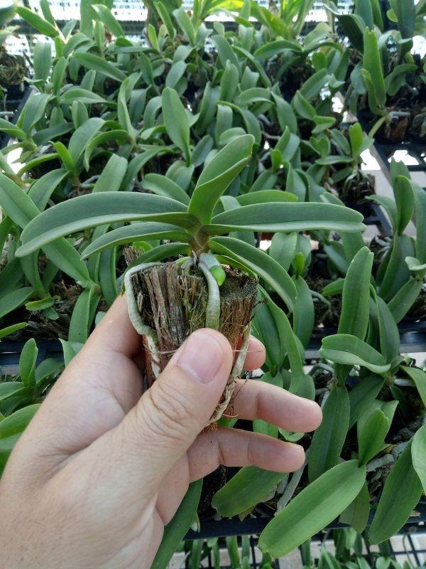 combo 10 đai trâu giống đủ màu