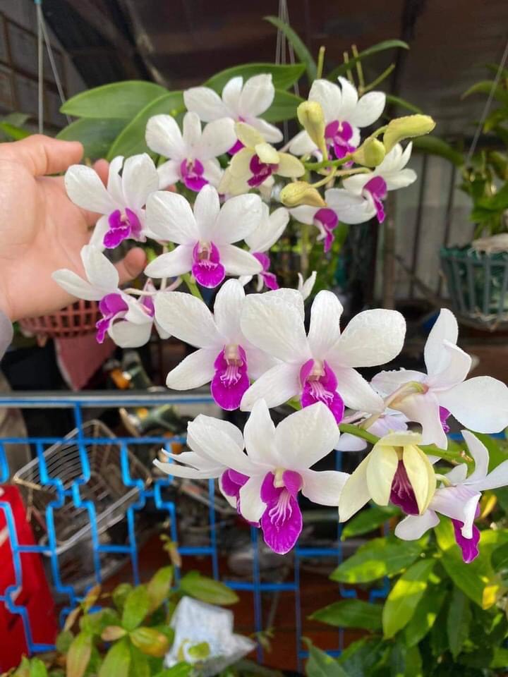 HOA LAN  DENRO 5 CÁNH TRẮNG QUỐC DÂN