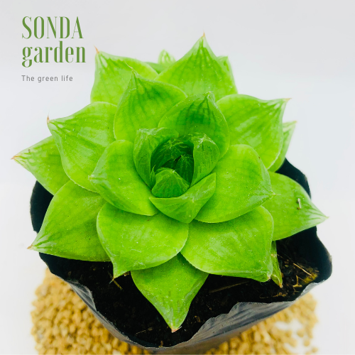 SEN ĐÁ NGỌC LÁ LỚN SIZE BÉ LỖI 1 ĐỔI 1