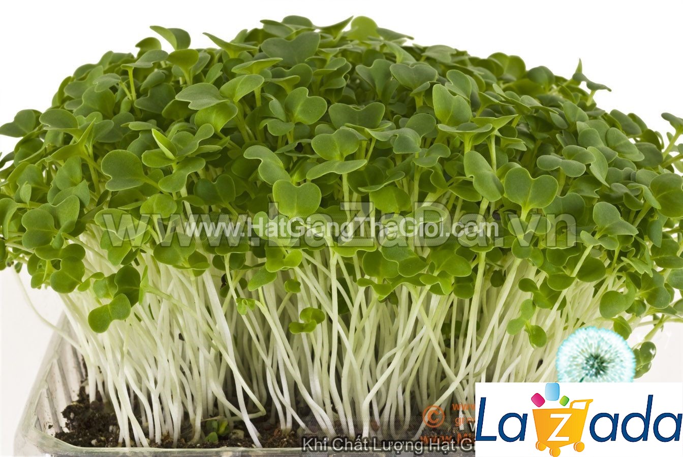 1KG Hạt Giống Rau Mầm Cải Ngọt (| Y10*W63)