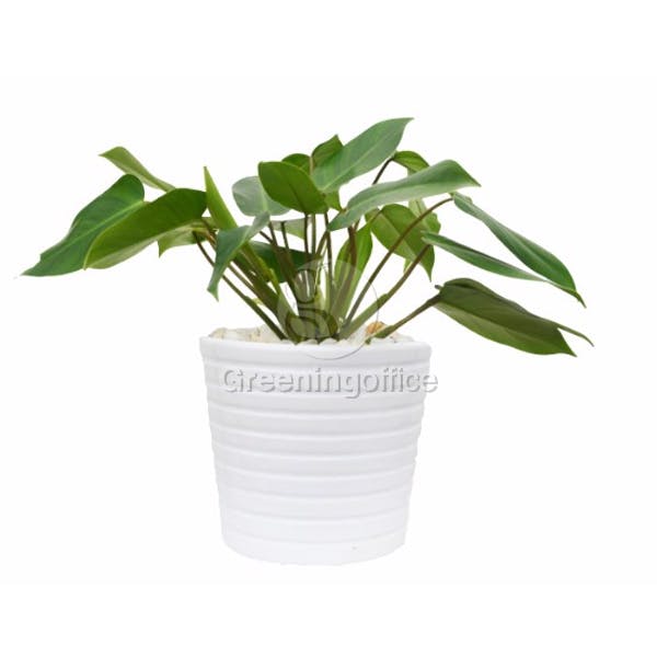 cây xanh trầu bà tỷ phú