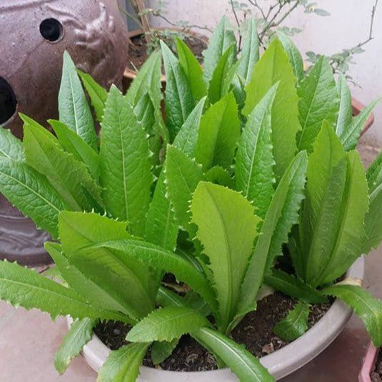 1g Hạt giống xà lách lá nhọn( rau diếp thơm).