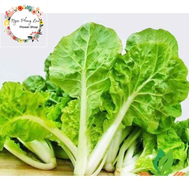Giống Cải Bẹ Dún - Gói 10 Gram