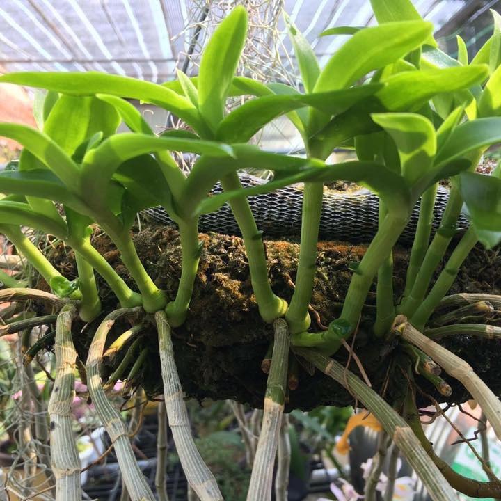 Cặp Keiki Duy Xanh + Đỏ kích mần, kích chồi hoa lan