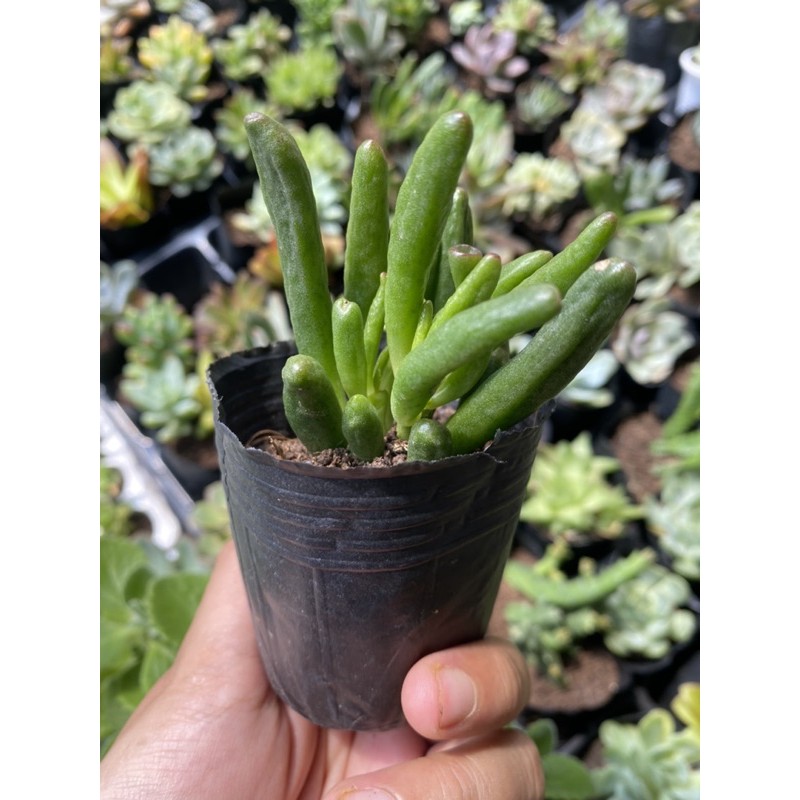 Sen đá ống điếu 5cm