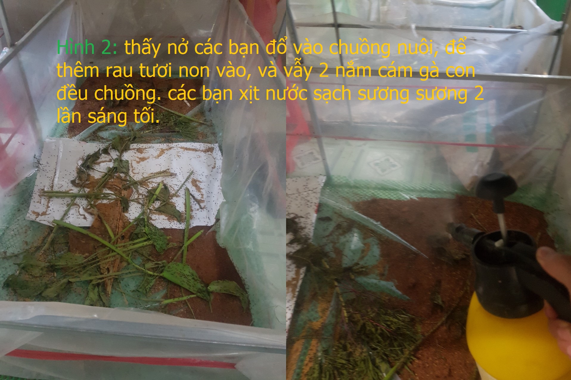 ổ trứng dế mèn thái - đạt 15kg thành phẩm.