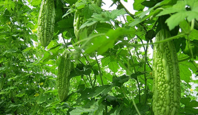 Hạt giống mướp đắng (khổ qua) 10 hạt/ gói