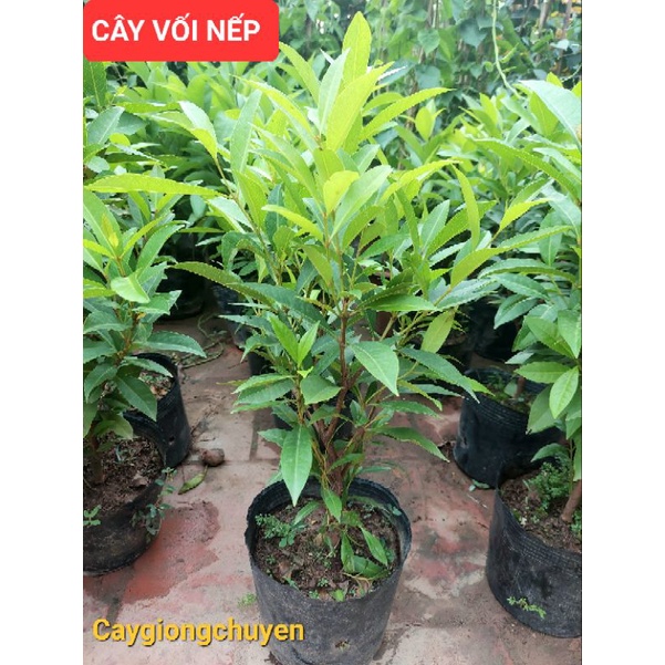Cây vối nếp (10 công dụng thần kì)