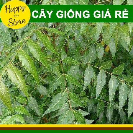 Combo 5 cây sầu đâu giá rẻ happy_store