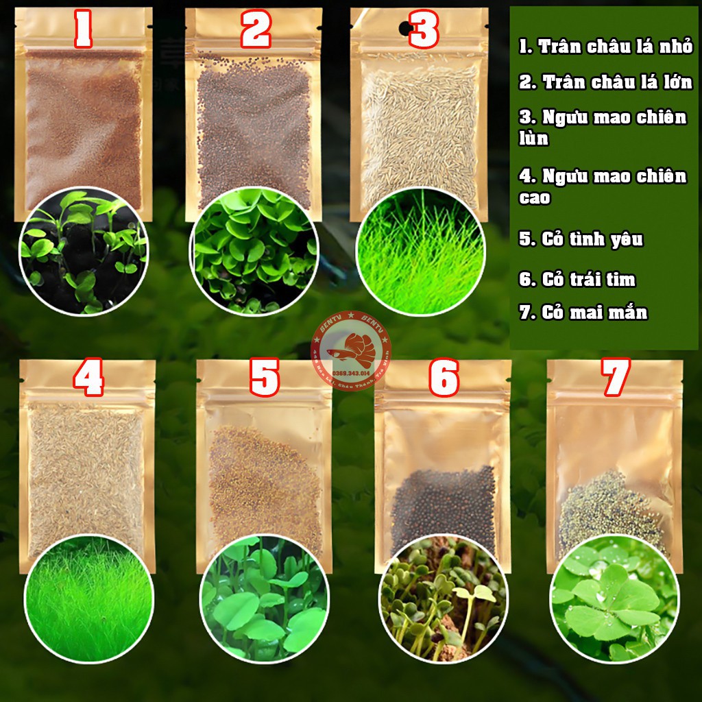 Hạt giống thủy sinh  cây thủy sinh  (bịch 10gr)