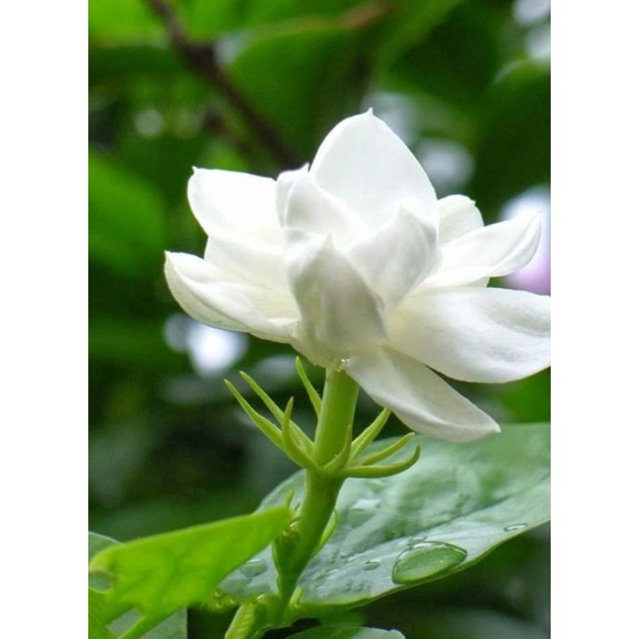 cây hoa nhài ta thơm nức mũi