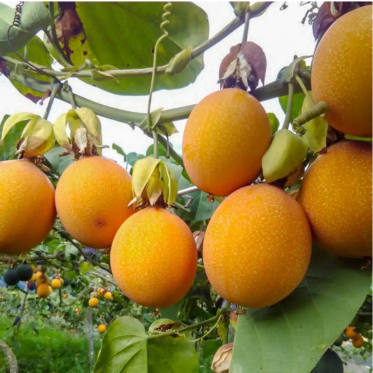 CÂY GIỐNG CHANH LEO VÀNG NGỌT COLUBIA cây đẹp giống chuẩn