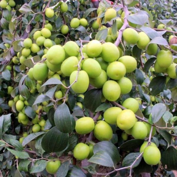 Cây táo thái đang hoa - trái con cây giống chất lượng