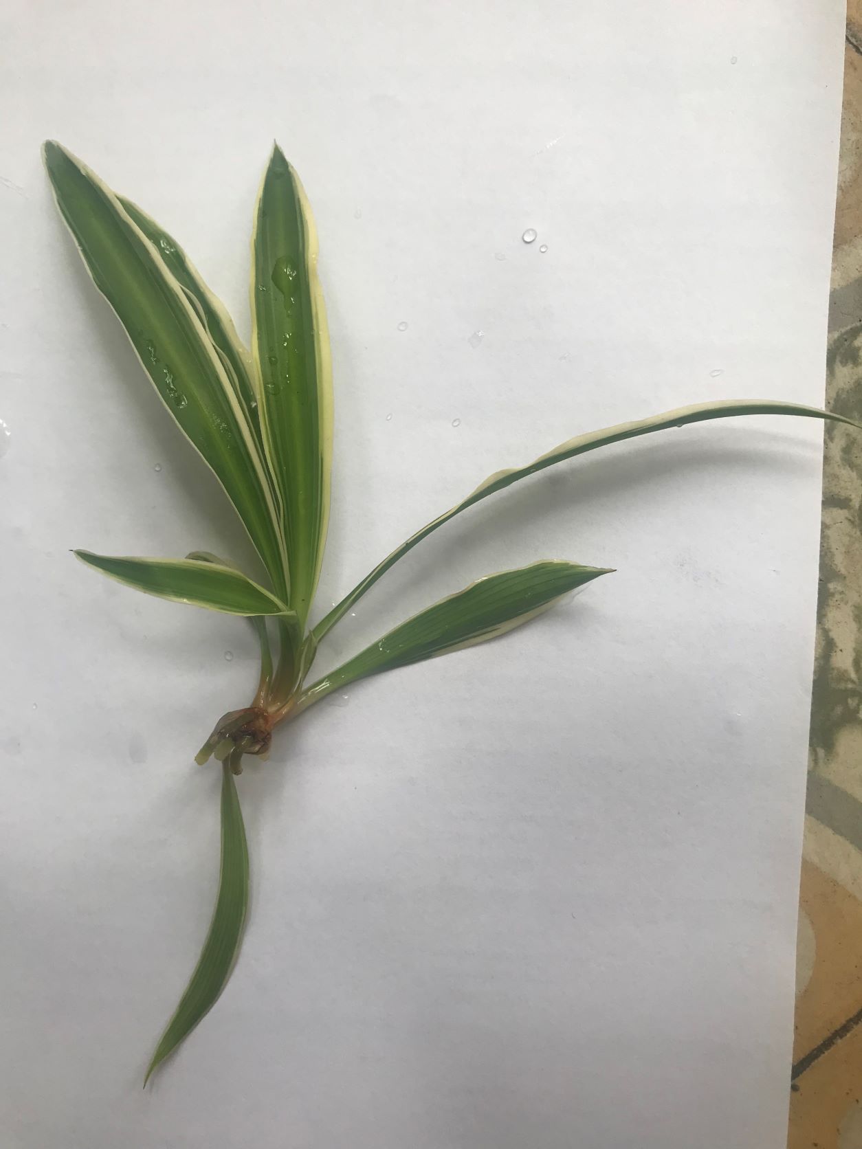 1 cây con Cỏ lan chi con (cây mẫu tử)