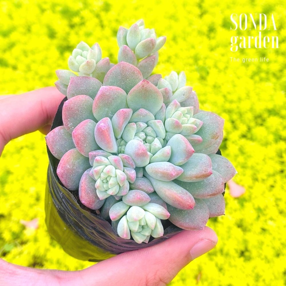SEN ĐÁ DÙ HỒNG SIZE BÉ SIÊU KHỎE ĐẸP LỖI 1 ĐỔI 1