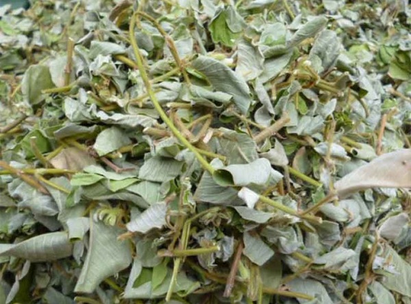 Kim tiền thảo khô 1kg hàng chuẩn loại 1