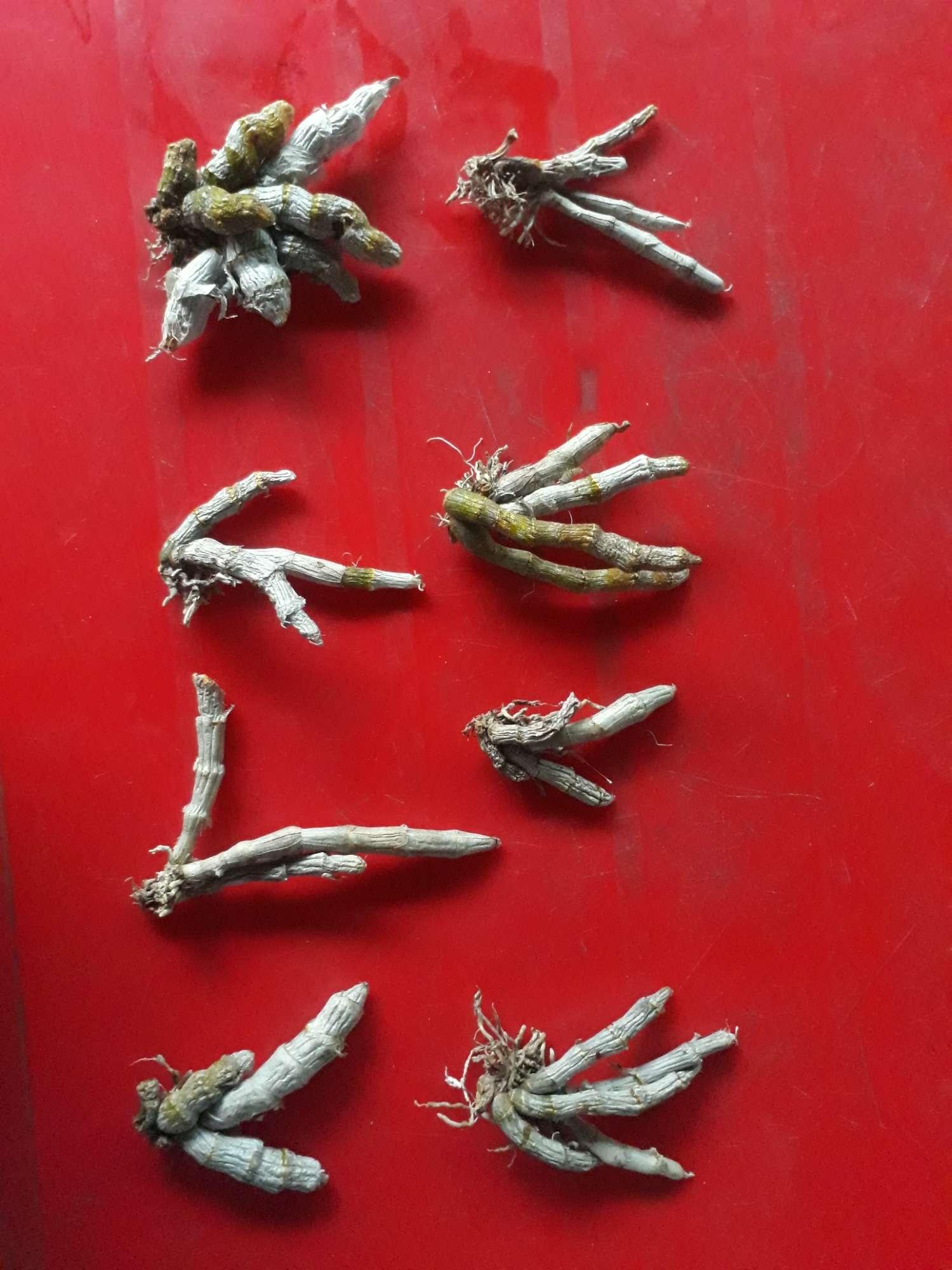 hoa lan trầm yim rừng