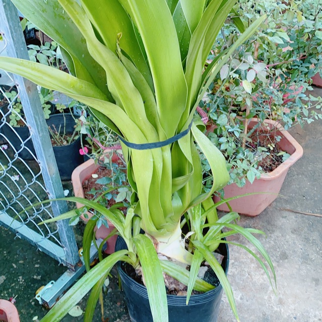 Cây Đại Tướng Quân Cao 1m (chỉ giao hoả tốc)