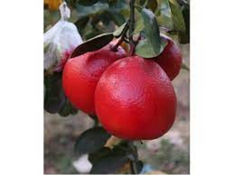 Cây giống bưởi đỏ luận văn