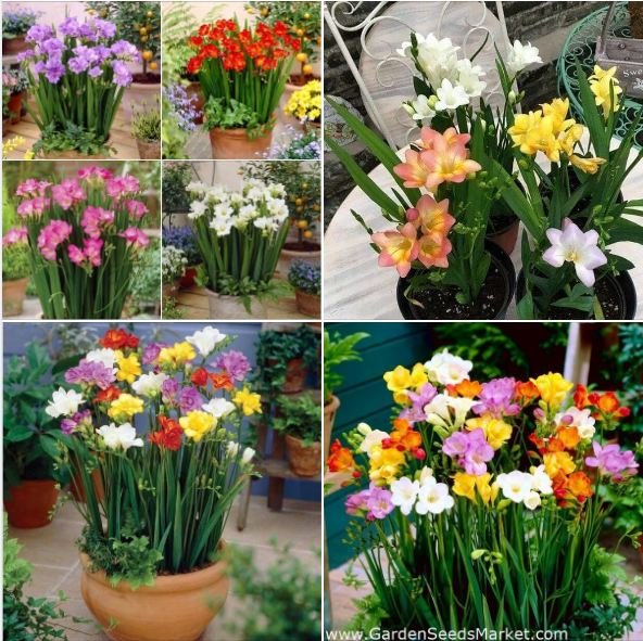 Bộ 5 củ giống hoa lan nam phi nhiều màu - ( Kèm 5 viên nén xơ dừa ươm củ )