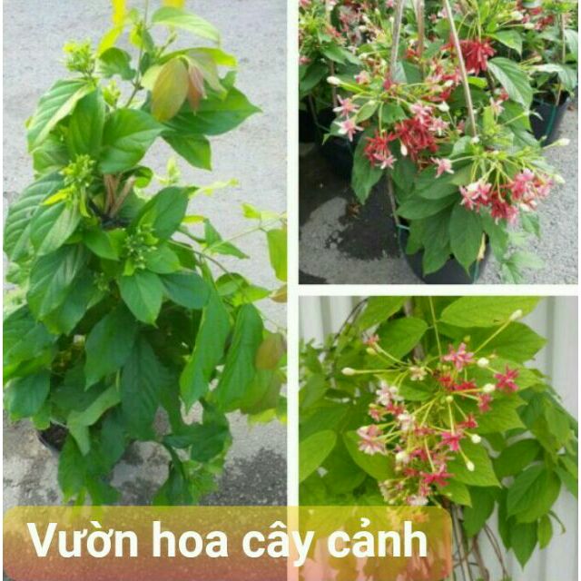 Chậu hoa sử quân tử