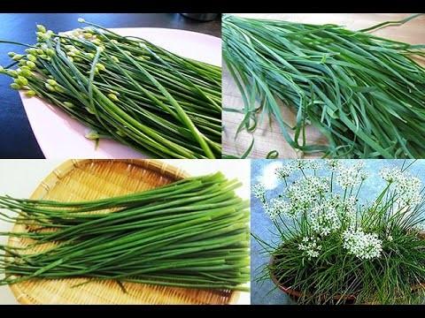 Cây Hẹ - Chậu Rau Giống