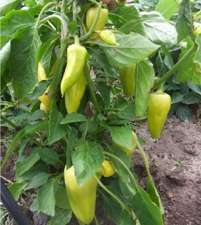 Hạt giống ớt đùi gà Thái Lan F1 - ( 0.5gram tầm 75 hạt)