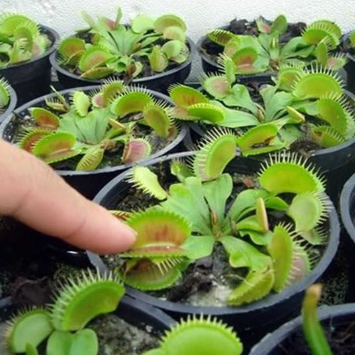 Hạt giống Cây Bắt Mồi 10 Hạt