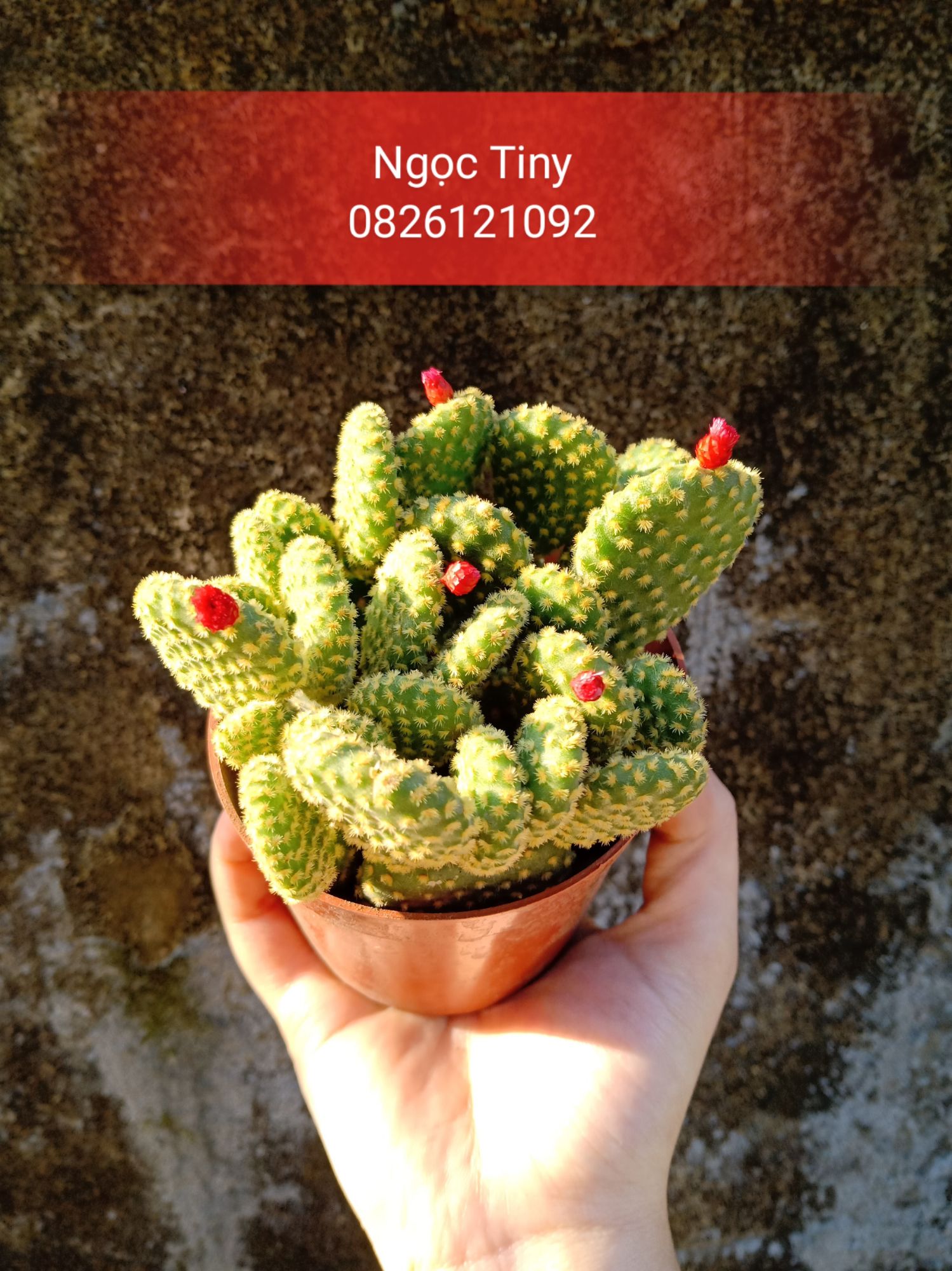 Chậu xương rồng tai thỏ hoa đỏ (8-10 cây 1 chậu)