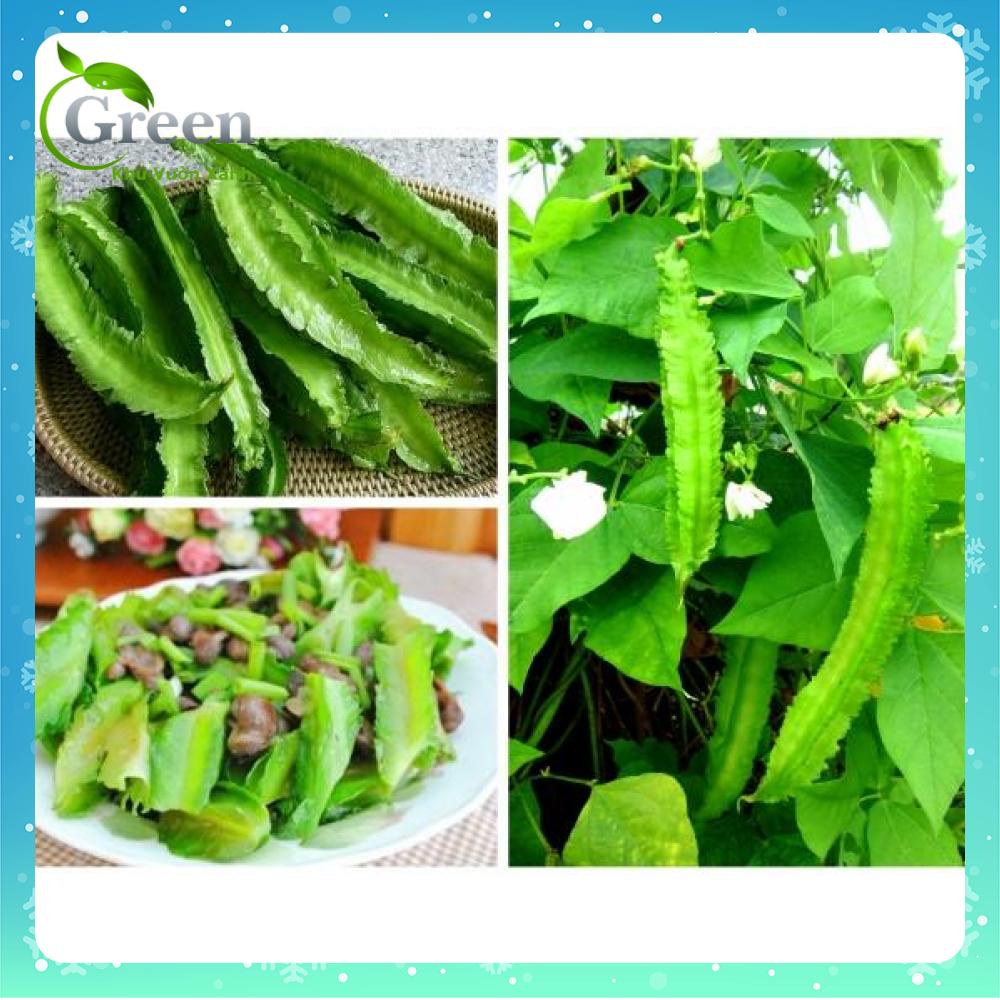 Hạt Giống Đậu Rồng Cao Sản Phân Nhánh Mạnh
