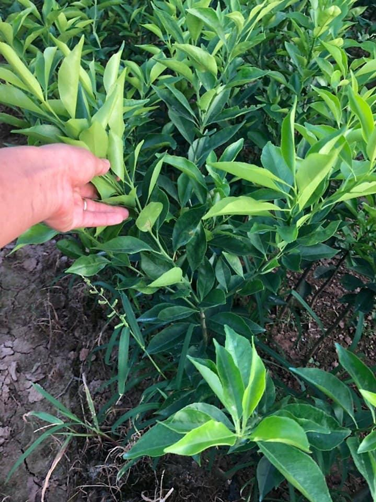 Cây Cam Đường Canh (ghép siêu sớm)