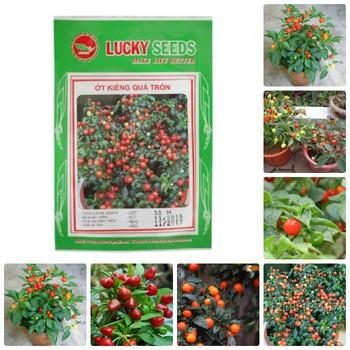 Bộ 02 gói hạt giống ớt kiểng quả tròn đỏ TẶNG 1 phân bón