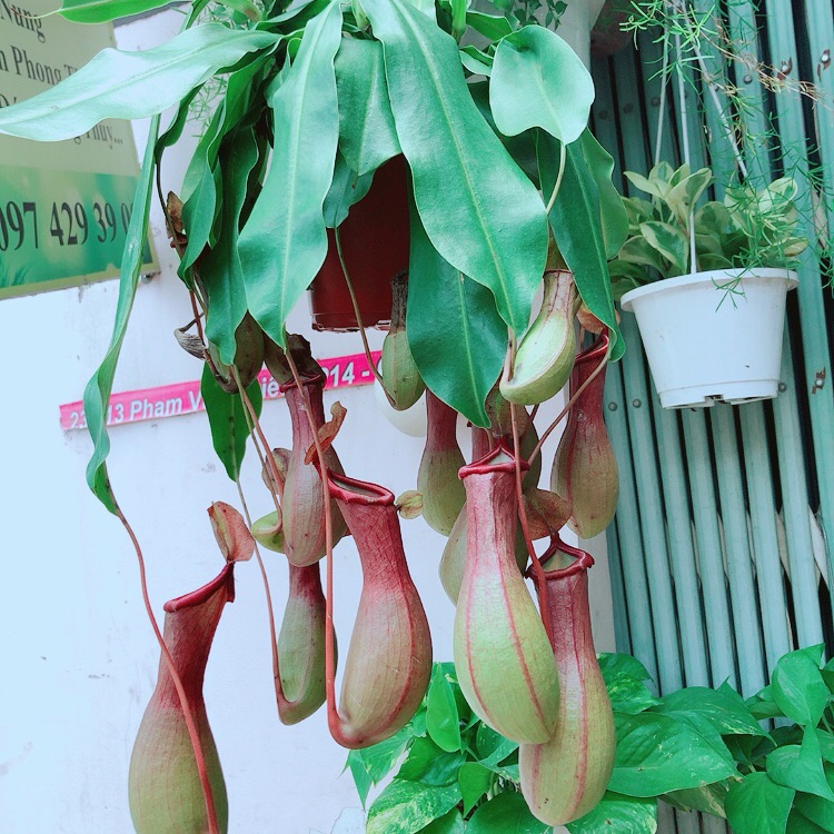 Cây Nắp Ấm Size Đại