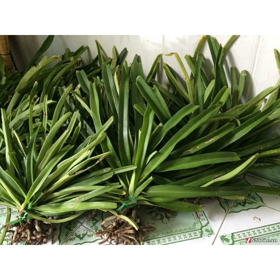 [Chuẩn Giống F1] LAN ĐUÔI CHỒN - Hàng chuẩn Rừng - Hoa siêu đẹp