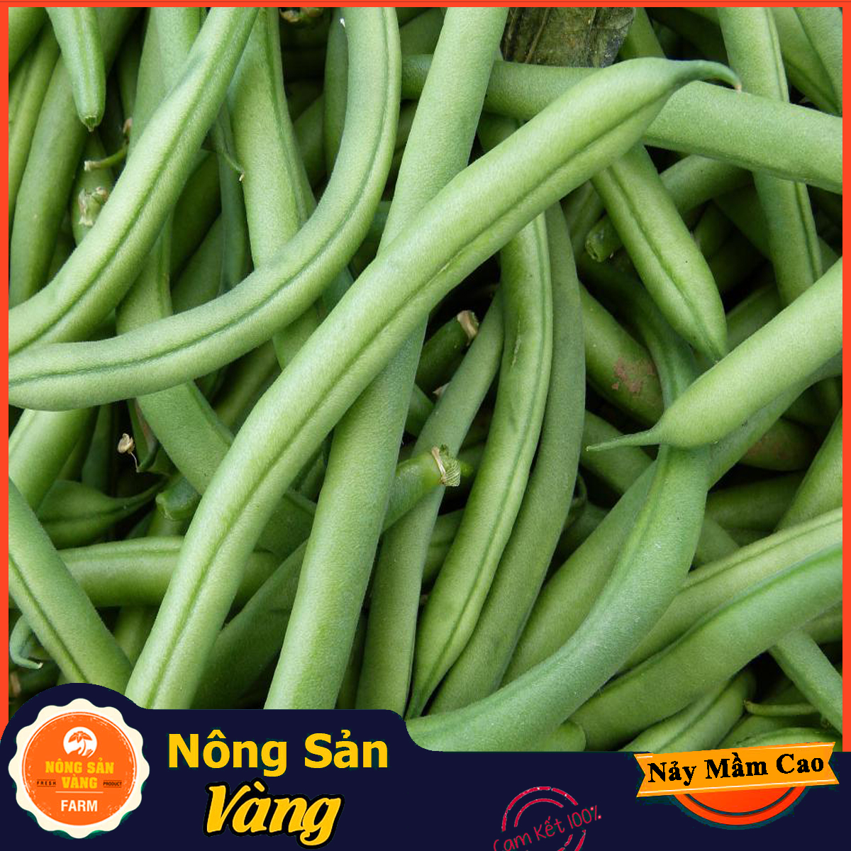 Stocking bean seeds black seeds easy to grow green beans inside black seed (20 gram pack)-shallow yellow