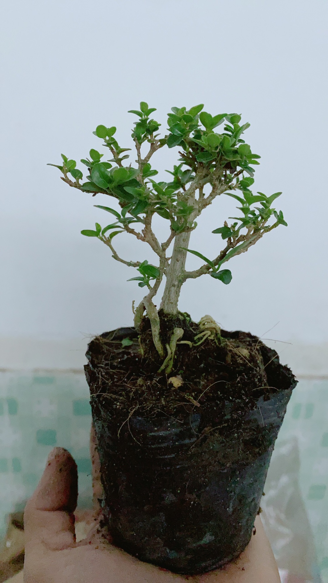 [HCM]Cây Sam Hương Bonsai Mini