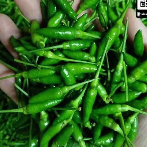 "gói 30 "hạt giống ớt thóc